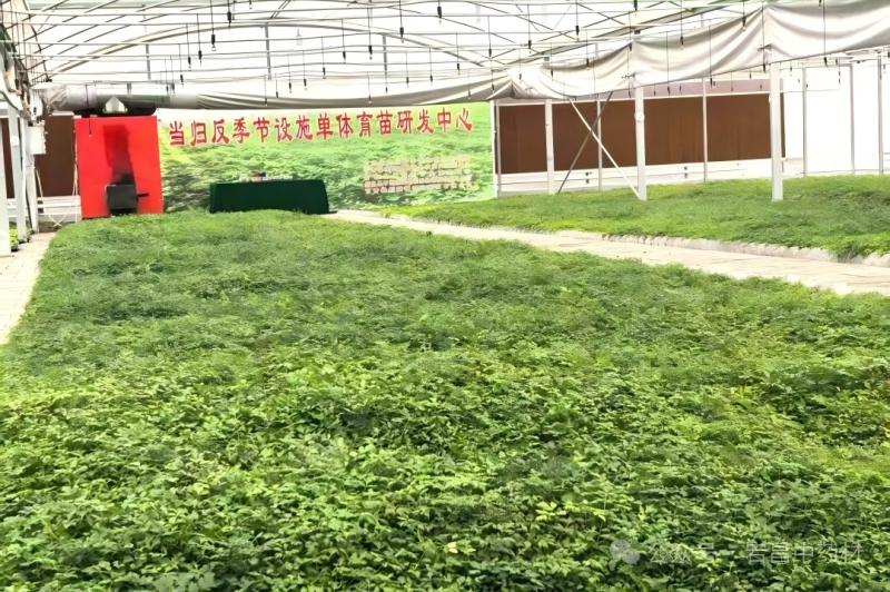 甘肃宕昌：院地协作解锁当归育苗“...