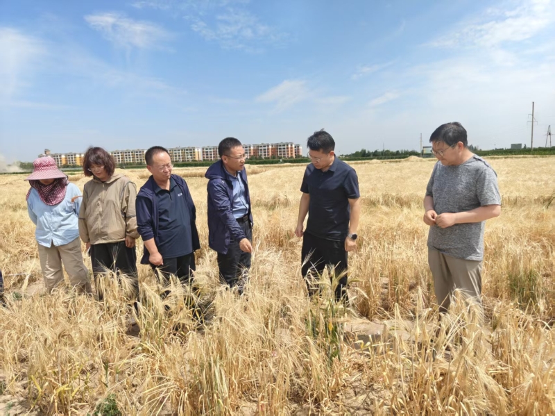 国家大麦青稞产业技术体系首席来我...